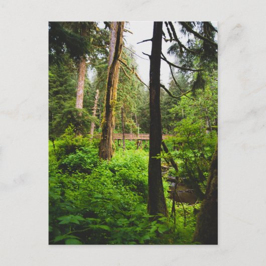 Alaska-regenwoud Briefkaart (Voorkant)