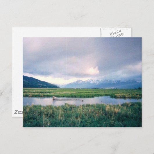 Alaska Sanctuary Briefkaart (Voorkant / Achterkant)