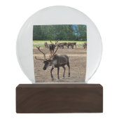 Alaska Snow Wereldbol Sneeuwbol (Achterkant)