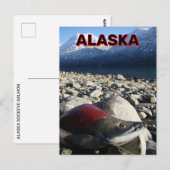 Alaska Sockeye Salmon Briefkaart (Voorkant / Achterkant)