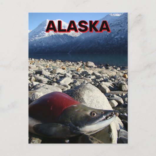 Alaska Sockeye Salmon Briefkaart (Voorkant)