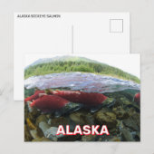 Alaska Sockeye Salmon Briefkaart (Voorkant / Achterkant)