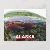 Alaska Sockeye Salmon Briefkaart (Voorkant)