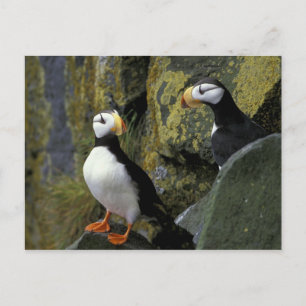 Alaska, St. Paul-eiland, de Pribilofs, gehoornd Briefkaart
