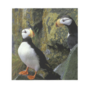 Alaska, St. Paul-eiland, de Pribilofs, gehoornd Notitieblok