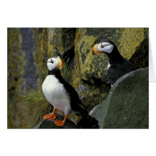 Alaska, St. Paul-eiland, de Pribilofs, gehoornde