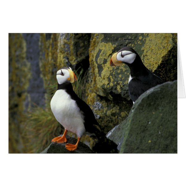 Alaska, St. Paul-eiland, de Pribilofs, gehoornde (Voorkant Horizontaal)