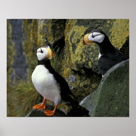 Alaska, St. Paul-eiland, de Pribilofs, gehoornde Poster (Voorkant)