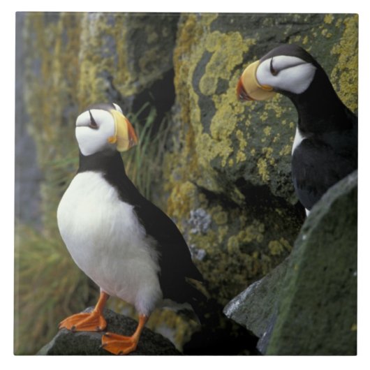 Alaska, St. Paul Island, de Pribilofs, gehoornd Tegeltje (Voorkant)