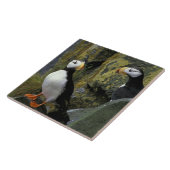 Alaska, St. Paul Island, de Pribilofs, gehoornd Tegeltje (Zijkant)