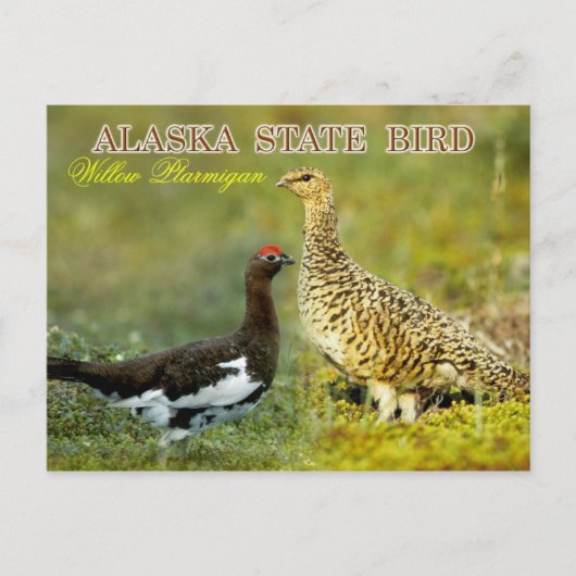 Alaska State Bird - Willow Ptarmigan Briefkaart (Voorkant)