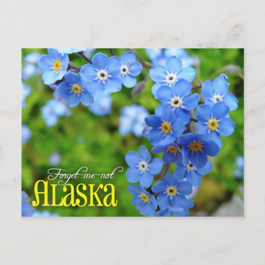 Alaska State Flower: Vergeet-me-niet Briefkaart (Voorkant)