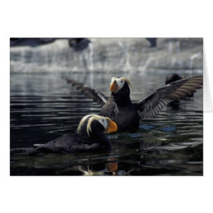 Alaska Tufted puffins