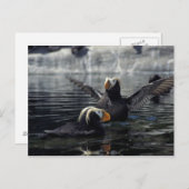 Alaska Tufted puffins Briefkaart (Voorkant / Achterkant)