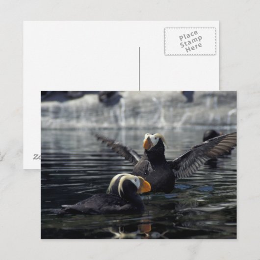 Alaska Tufted puffins Briefkaart (Voorkant / Achterkant)
