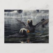 Alaska Tufted puffins Briefkaart (Voorkant)