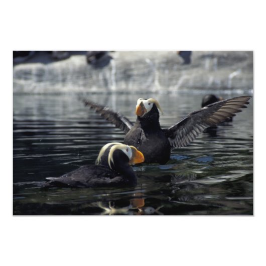 Alaska Tufted puffins Foto Afdruk (Voorkant)