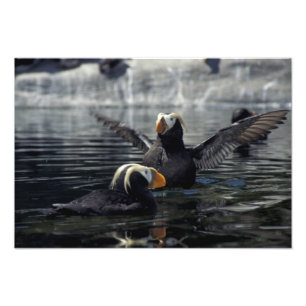 Alaska Tufted puffins Foto Afdruk
