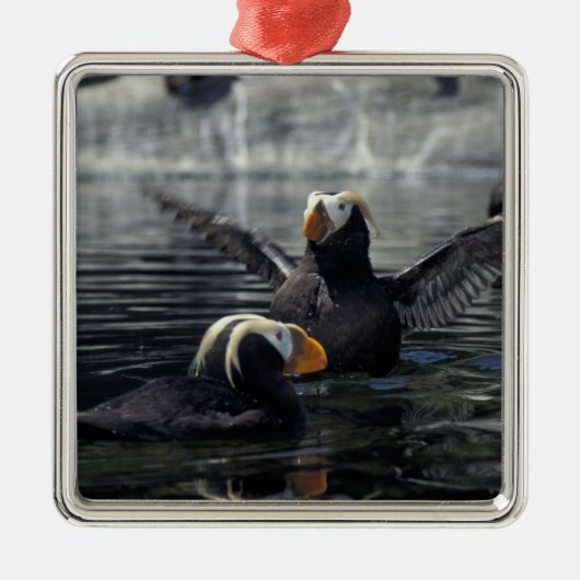 Alaska Tufted puffins Metalen Ornament (Voorkant)