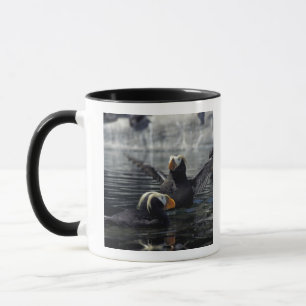 Alaska Tufted puffins Mok