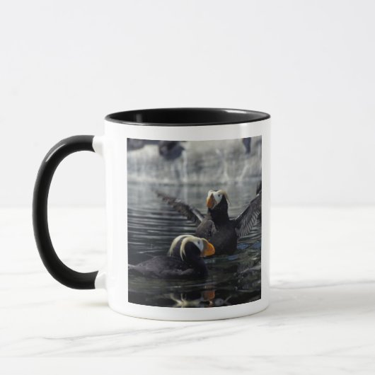 Alaska Tufted puffins Mok (Links)