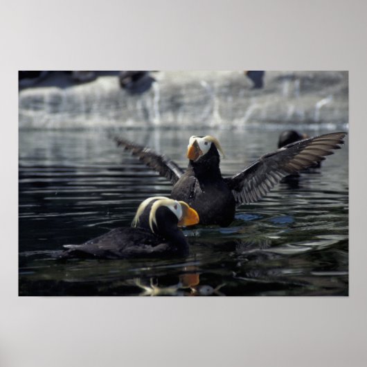 Alaska Tufted puffins Poster (Voorkant)