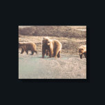 Alaska Tundra Grizzlies Foto ontworpen print<br><div class="desc">Exquise verpakte canvas print waarin de prachtige toendra grizzly wordt afgebeeld. Geweldig object voor het herversieren van je muren,  ook een fantastisch cadeauobject voor de liefhebbers van beren. Professioneel verpakte canvasafdruk,  levendige kleurenafdrukken zullen iedereen op je cadeaulijst zeker tevreden stellen.</div>