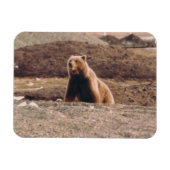 Alaska Tundra Grizzly Sow Arctic Refkoelkast Magneet (Horizontaal)
