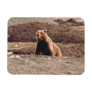Alaska Tundra Grizzly Sow Arctic Refkoelkast Magneet