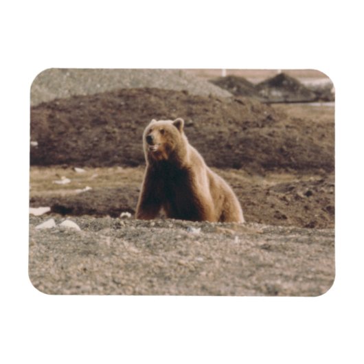 Alaska Tundra Grizzly Sow Arctic Refkoelkast Magneet (Horizontaal)