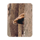 Alaska Tundra Grizzly Sow Arctic Refkoelkast Magneet (Verticaal)