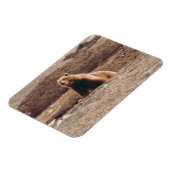 Alaska Tundra Grizzly Sow Arctic Refkoelkast Magneet (Linkerzijde)