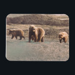 Alaska Tundra Grizzly Sow en de koelkast Cubs Magneet<br><div class="desc">Nu is er ook een bemanning om te tekenen! Unieke grizzly zaait en kruipt uit voor een wandeling in de Alaskan tundra. Fantastische koelkast flex magnet voor uw noordpoolcollectie, gedrukt in levendige kleuren en verkrijgbaar in twee formaten: 3 x 4 inch en 4 x 6 inch voor uw gemak. Geweldig...</div>