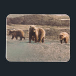 Alaska Tundra Grizzly Sow en de koelkast Cubs Magneet<br><div class="desc">Nu is er ook een bemanning om te tekenen! Unieke grizzly zaait en kruipt uit voor een wandeling in de Alaskan tundra. Fantastische koelkast flex magnet voor uw noordpoolcollectie, gedrukt in levendige kleuren en verkrijgbaar in twee formaten: 3 x 4 inch en 4 x 6 inch voor uw gemak. Geweldig...</div>