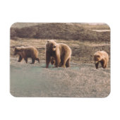 Alaska Tundra Grizzly Sow en de koelkast Cubs Magneet (Horizontaal)