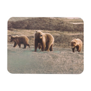 Alaska Tundra Grizzly Sow en de koelkast Cubs Magneet
