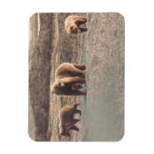 Alaska Tundra Grizzly Sow en de koelkast Cubs Magneet (Verticaal)