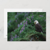 Alaska, Unalaska Island Bald Eagle bij Nootka Briefkaart (Voorkant / Achterkant)