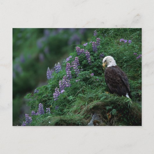 Alaska, Unalaska Island Bald Eagle bij Nootka Briefkaart (Voorkant)