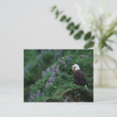 Alaska, Unalaska Island Bald Eagle bij Nootka Briefkaart (Staand voorkant)