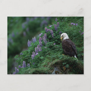 Alaska, Unalaska Island Bald Eagle bij Nootka Briefkaart