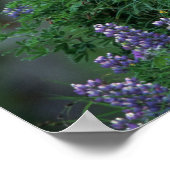 Alaska, Unalaska Island Bald Eagle bij Nootka Poster (Hoek)