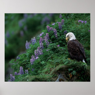 Alaska, Unalaska Island Bald Eagle bij Nootka Poster