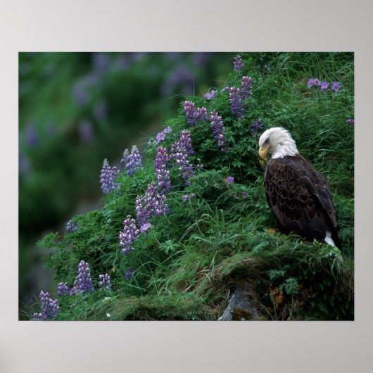 Alaska, Unalaska Island Bald Eagle bij Nootka Poster (Voorkant)