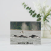 Alaska Whales Briefkaart (Staand voorkant)