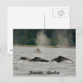 Alaska Whales Briefkaart (Voorkant / Achterkant)