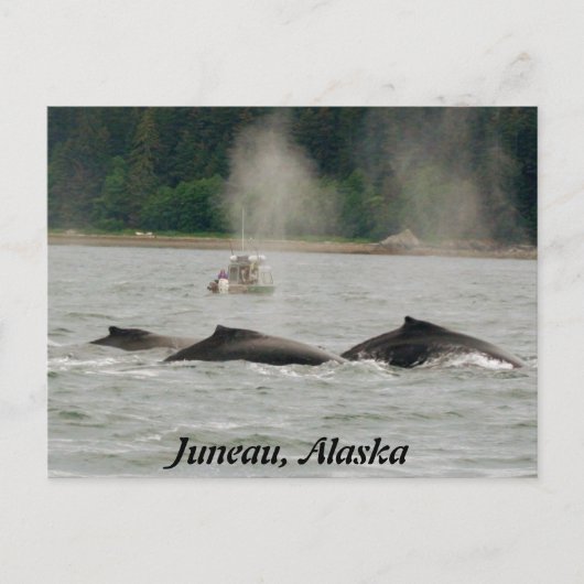 Alaska Whales Briefkaart (Voorkant)
