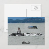 Alaska Whales Briefkaart (Voorkant / Achterkant)