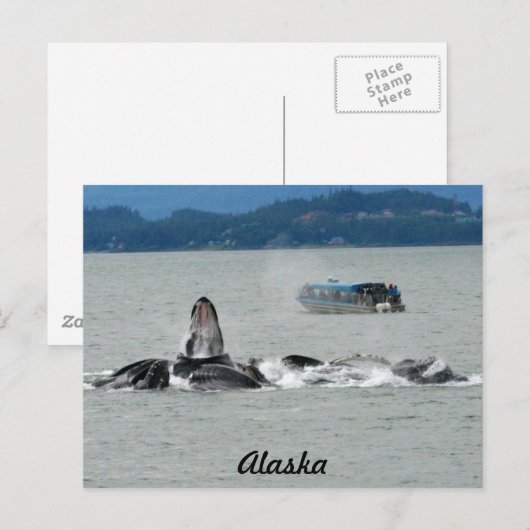 Alaska Whales Briefkaart (Voorkant / Achterkant)