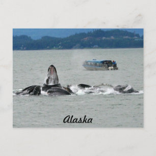 Alaska Whales Briefkaart